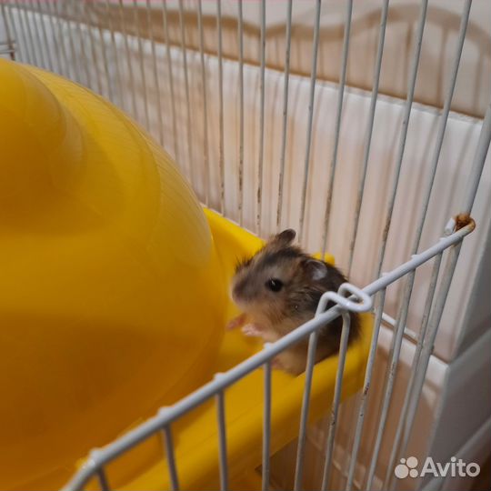 Джунгарский хомяк