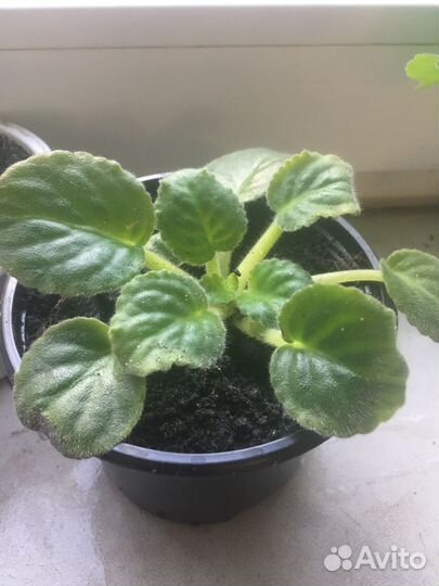 Замиокулькас и др. Комнатные растения