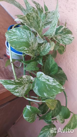 Сциндапсус марбл квин (Marble Queen)