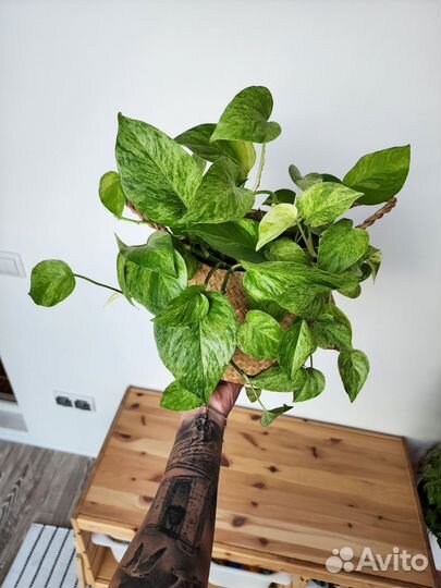 Эпипремнум Марбл квин