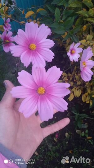 Отдам семена цветов