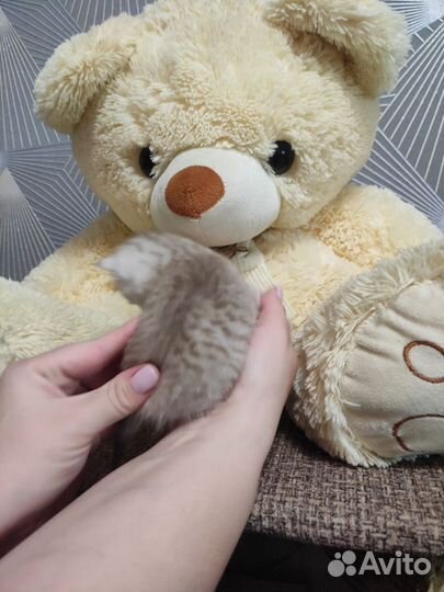 Шотландские шиншиллы