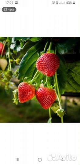 Рассада ремонтантной клубники