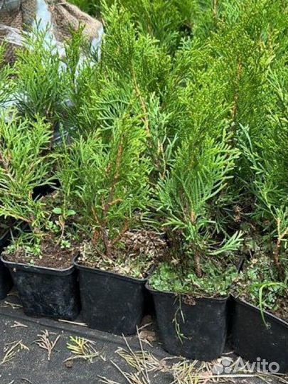Туя западная смарагд