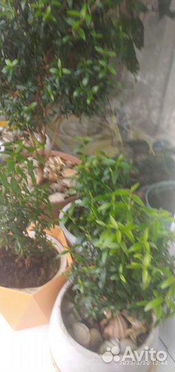 Миртовое дерево, каменная роза, китайская роза, ре