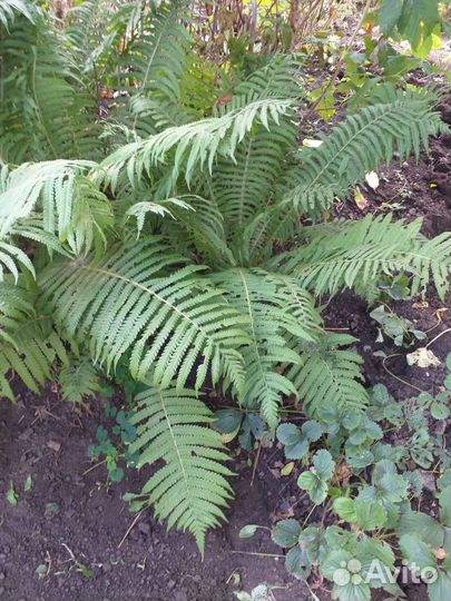 Папоротник