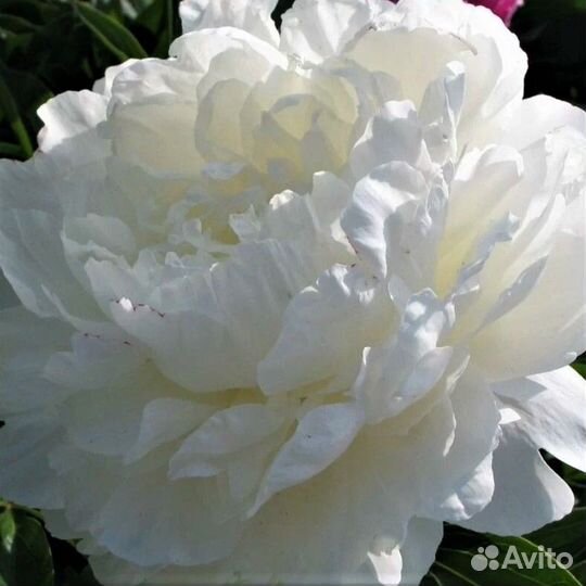 Корни пионов