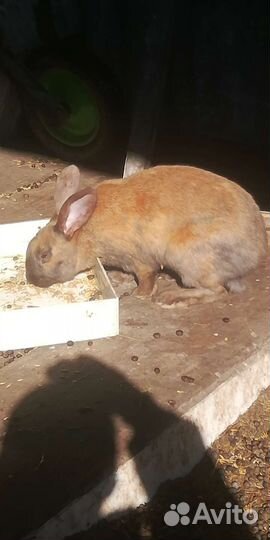 Продам кроликов. Разного возраста Продам оптом