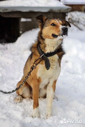 В добрые руки