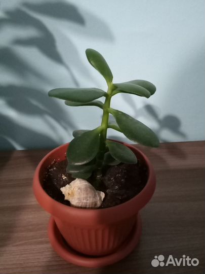 Драцена.Тростянка. 400