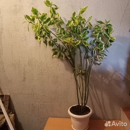 Педилантус, толстянка, жасмин