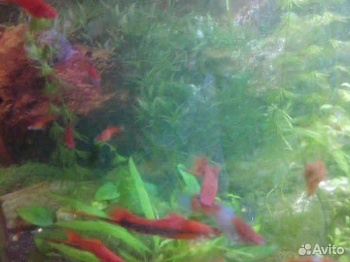 Рыба меченосцы