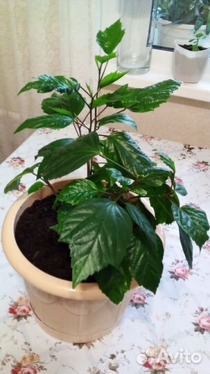 Гибискус- китайская роза