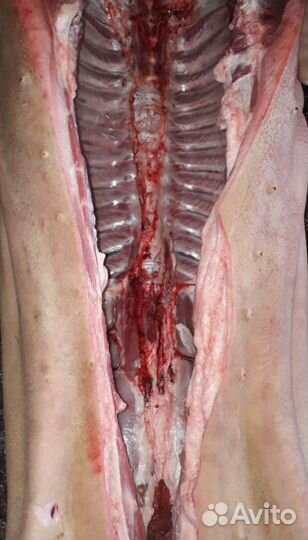 Мясо свинина