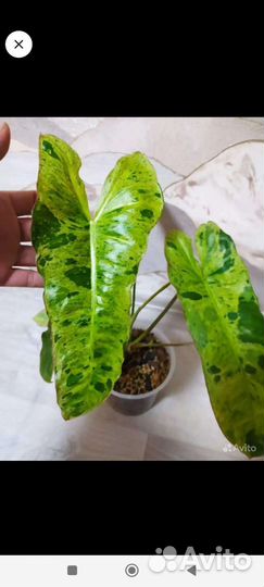 Филодендрон Биллитау мраморный