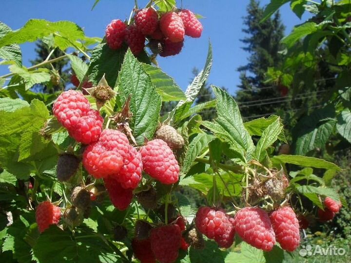 Саженцы Малины Крупная