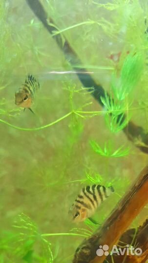 Сапфировый попугай