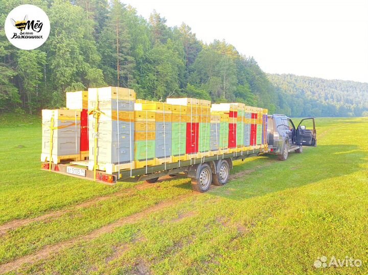 Мед настоящий свежий. Урожай 2023