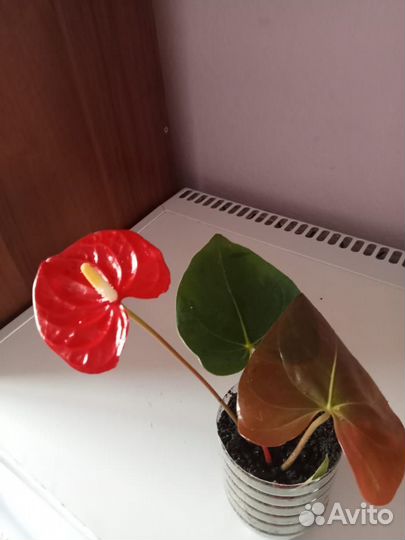 Продам цветы комнатные