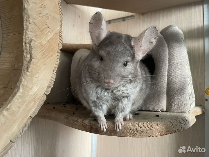 Передержка шиншилл