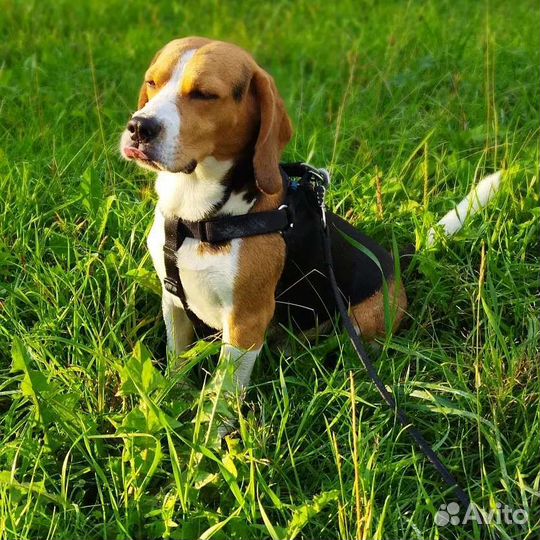 Вязка собак