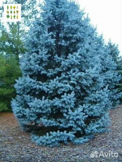 Крупномеры голубой ели
