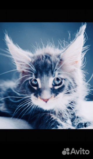 Котята мейнкун полидакты и классики - вязка