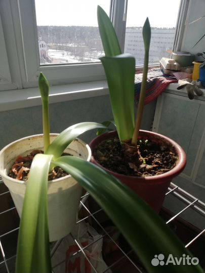 Гиппеаструм