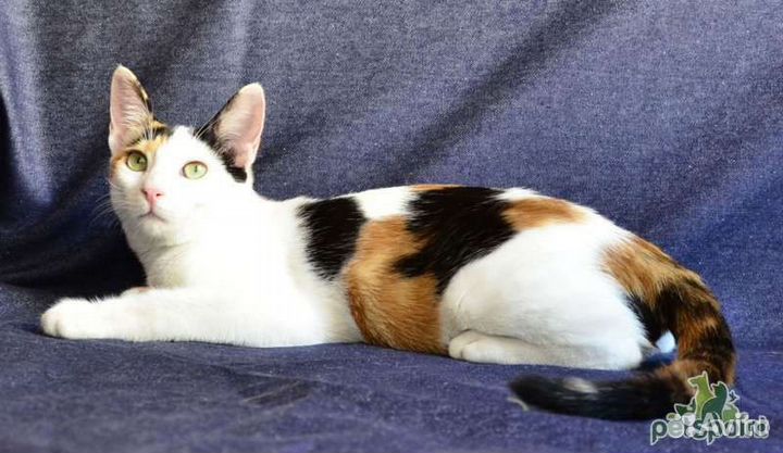 Кошка Ксюша девочка 9мес стерилизованна