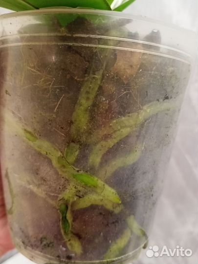 Желто-розрвая орхидея начала отцветать