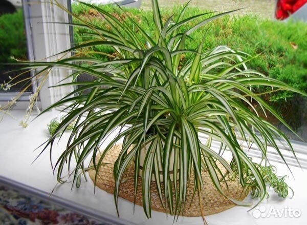 Хлорофитум кучерявый Бонни и прямолистный