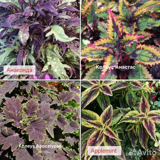 Колеус вегетативный эксклюзив