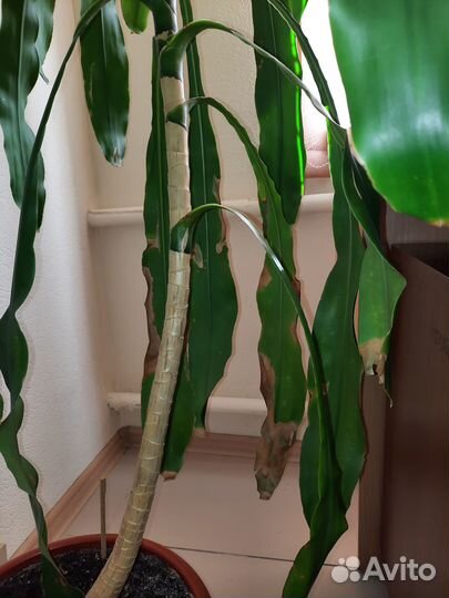 Комнатные растения Драцена