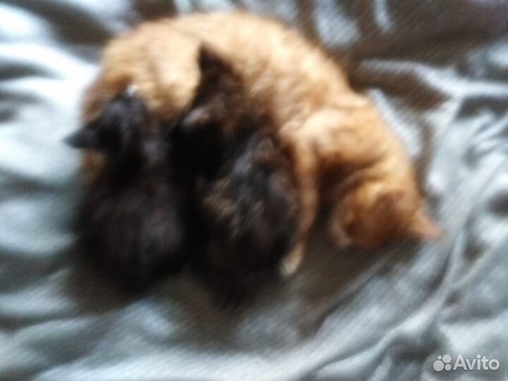 Сос помогите