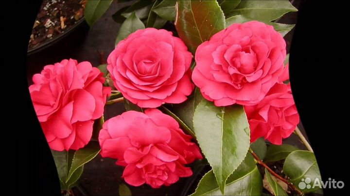 Камелия сетчатая Мэри Уильямс