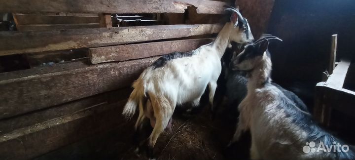 Козы дойные, козлята на мясо