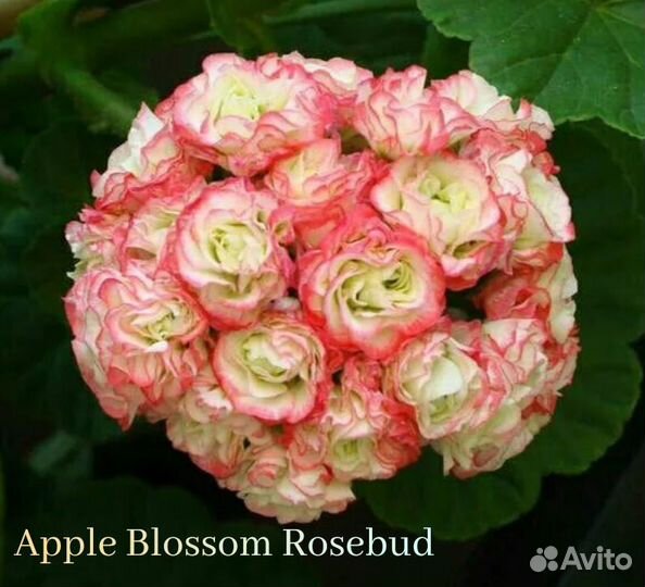 Пеларгония герань розебудная