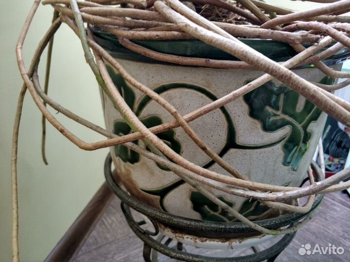 Монстера в горшке