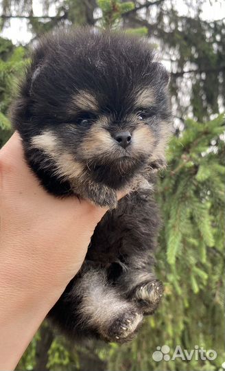 Мини мальчик