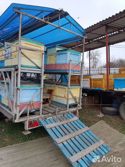 Продается пасека