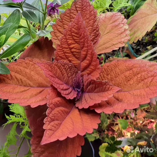 Колеусы вегетативные черенки