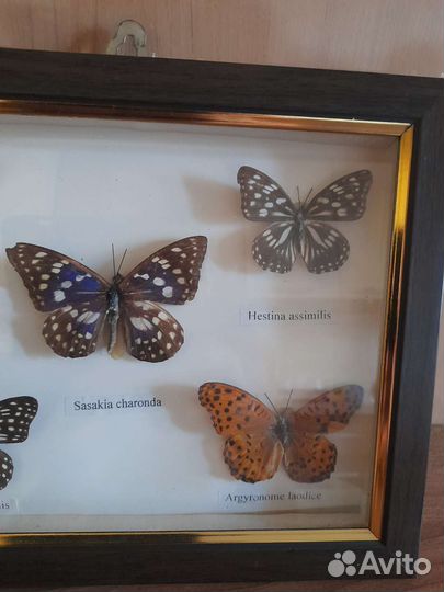 Бабочки в рамках