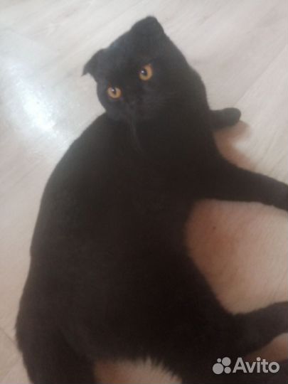 Кот Вязка