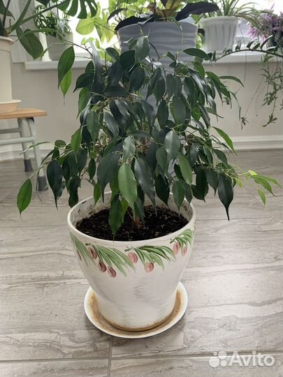 Фикус бенджамина