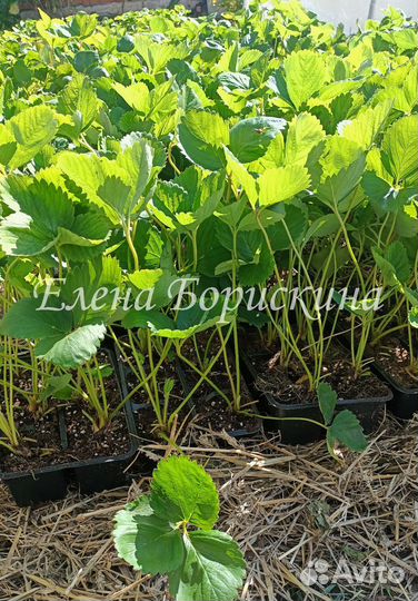 Рассада клубники alba