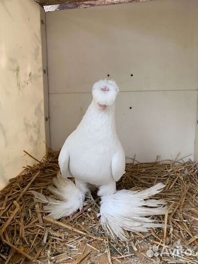 Продажа голубей