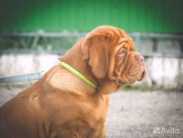 Бордоский дог щенки (французский мастиф)