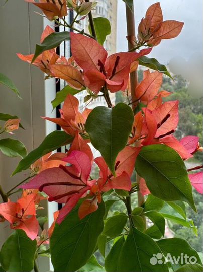 Бугенвиллия