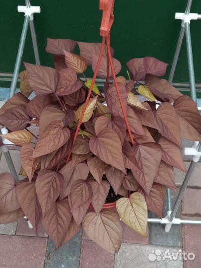 Ипомея батат декоративная