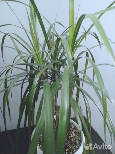 Драцена, колеус сортовой, диффенбахия